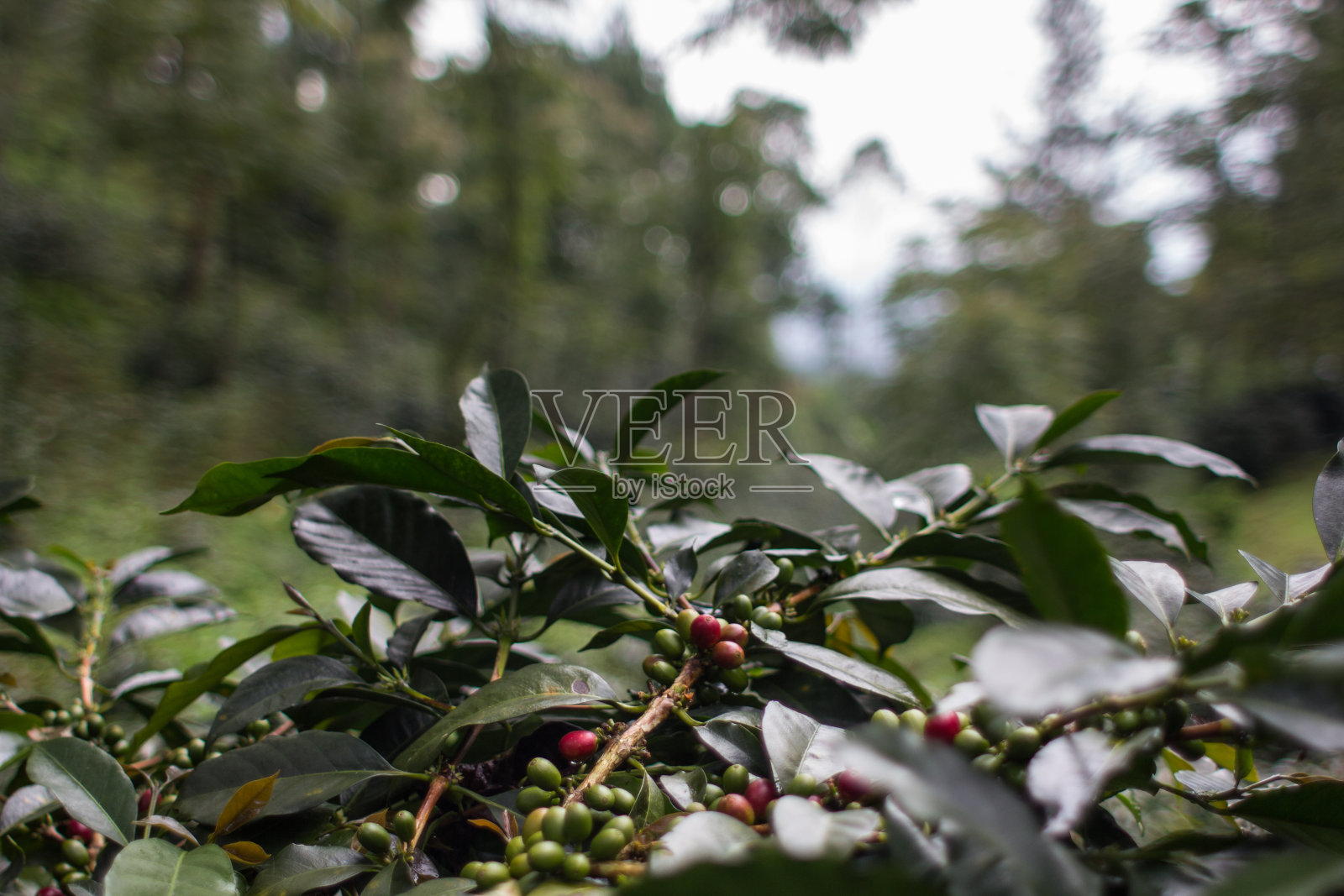 雨后的红樱桃豆阿拉比卡咖啡照片摄影图片