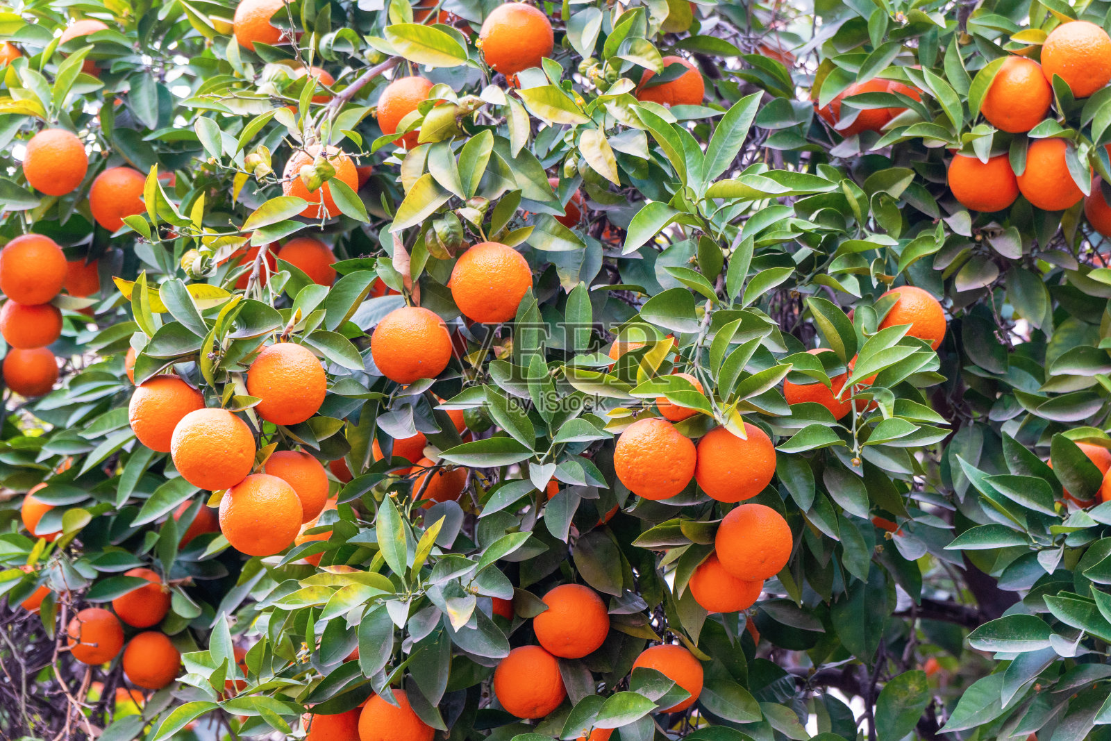 夏天的背景。橘子树。摩洛哥橙树照片摄影图片