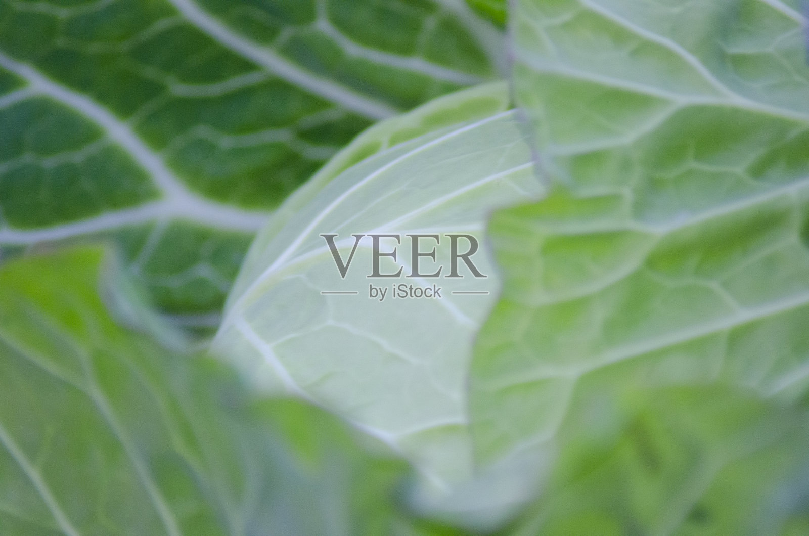 美丽的卷心菜叶子和农场照片摄影图片