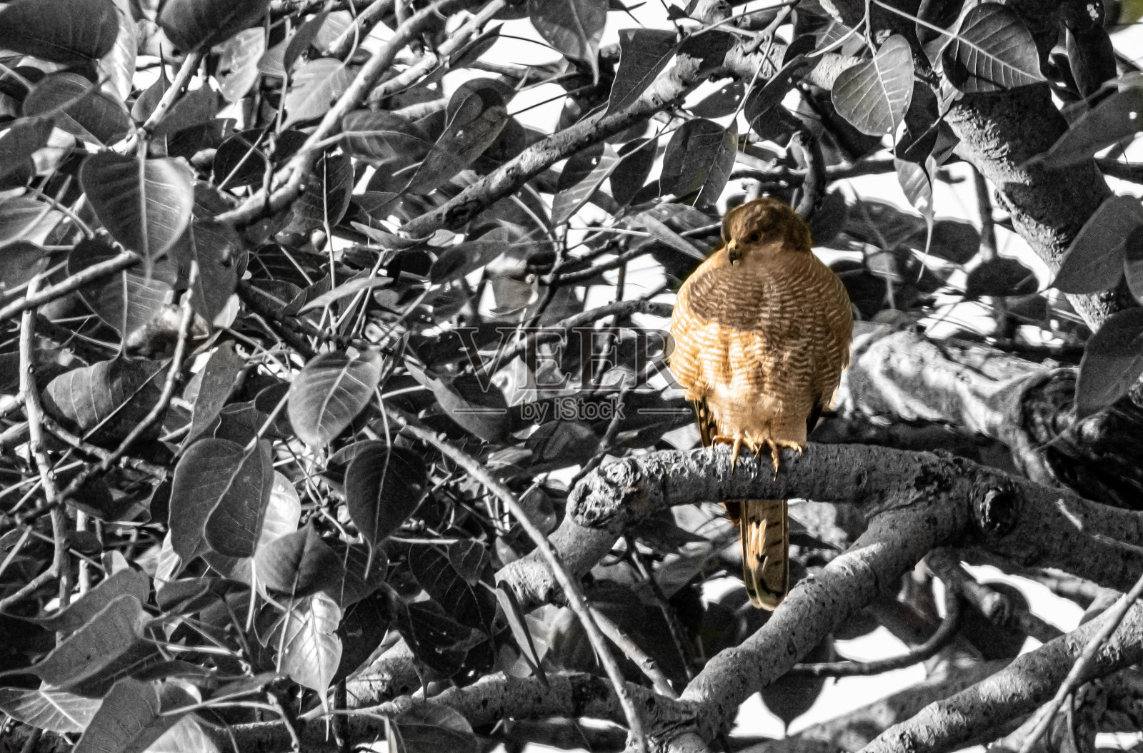 希卡拉照片摄影图片