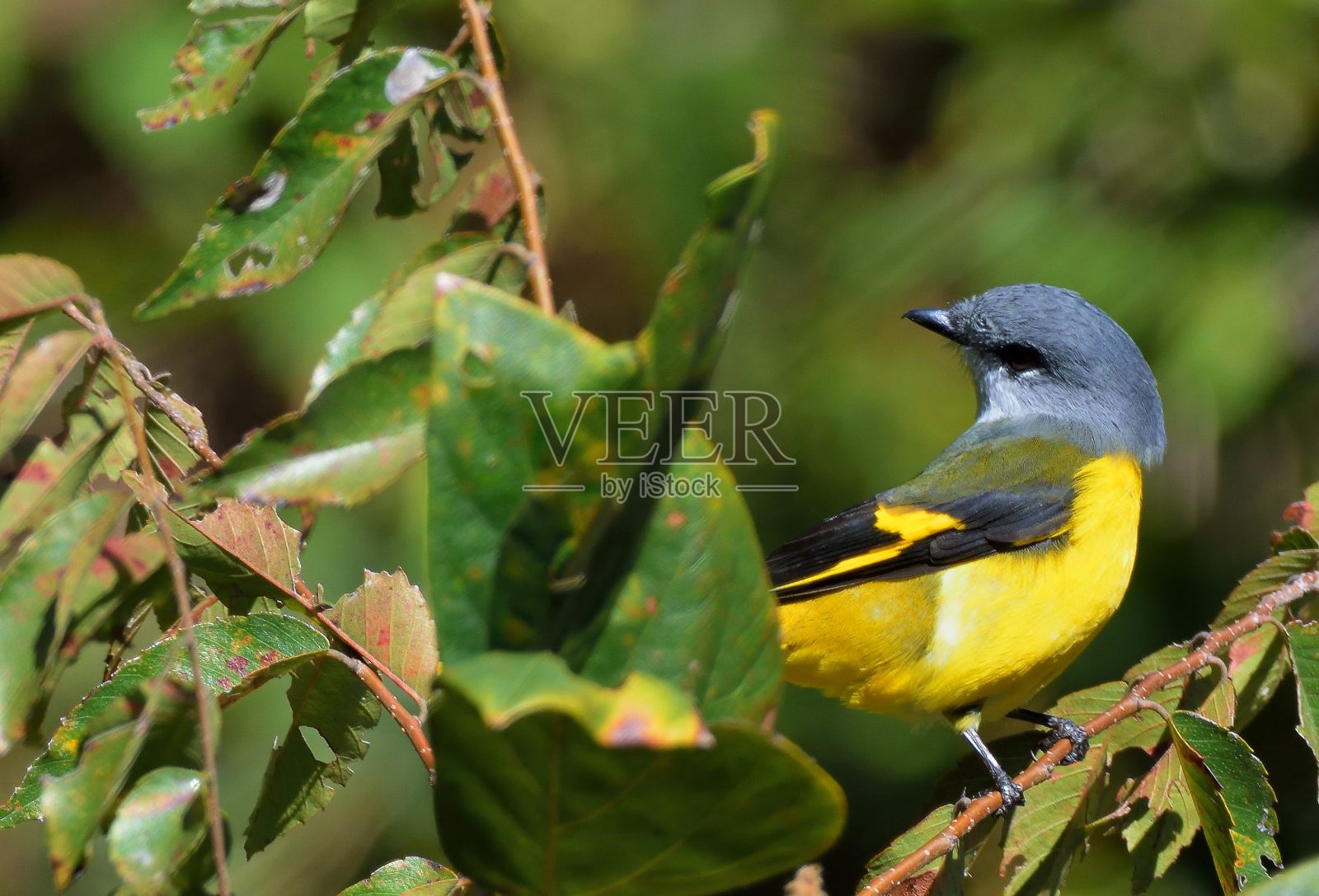Grey-throated山顶鸟照片摄影图片