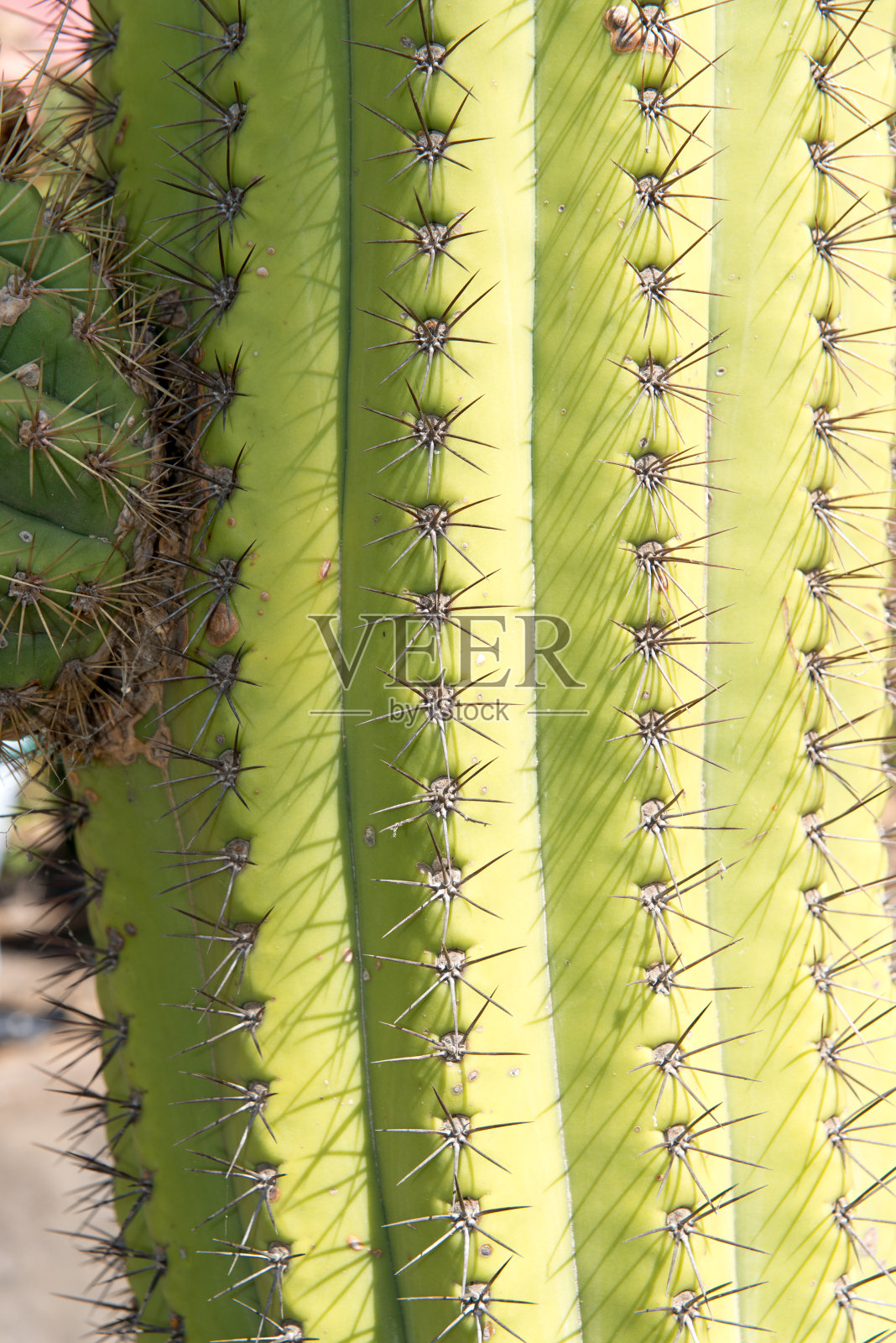 仙人掌照片摄影图片