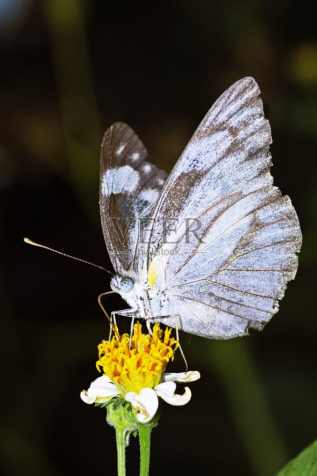 蝴蝶在喝花汁。照片摄影图片