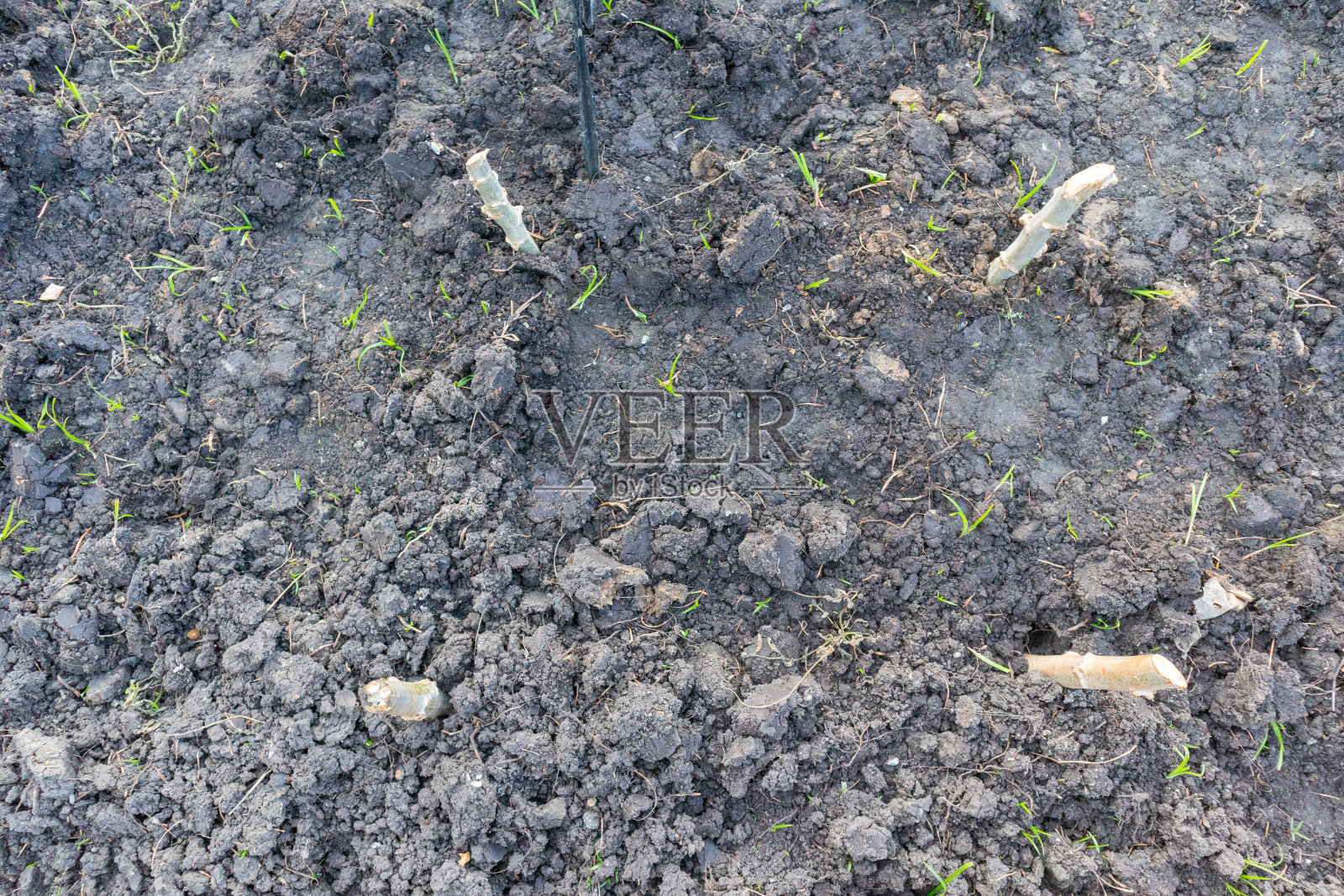 用塑料覆盖的新鲜木薯植株照片摄影图片