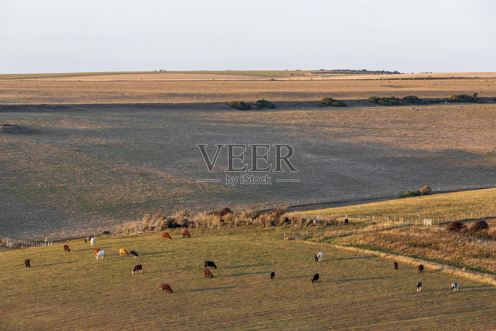 七姐妹悬崖附近田野上的一群牛照片摄影图片