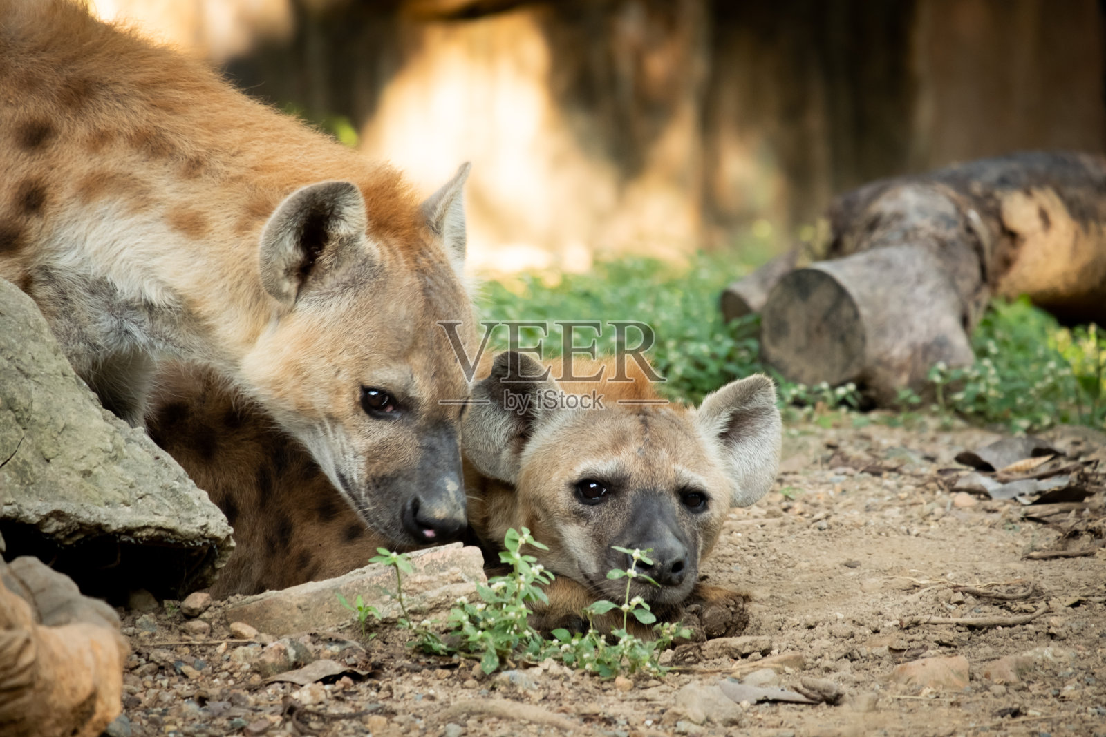 土狼照片摄影图片