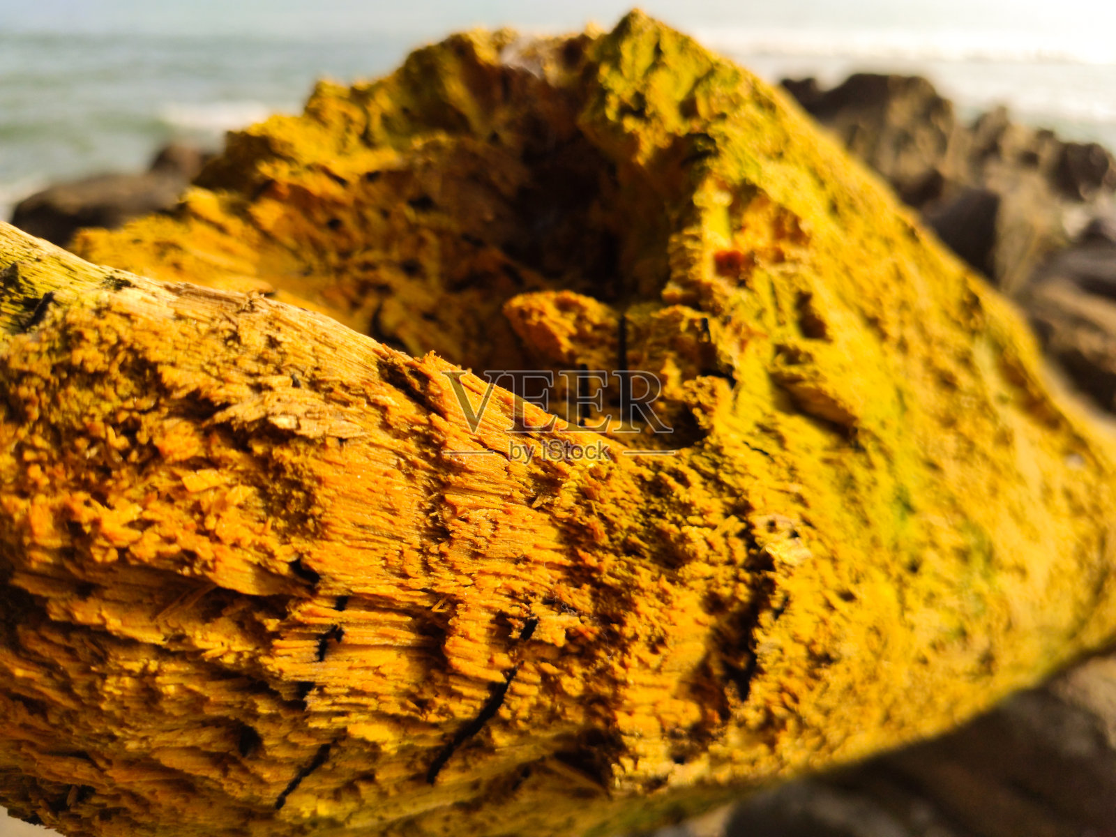 树干纹理的明亮颜色照片摄影图片