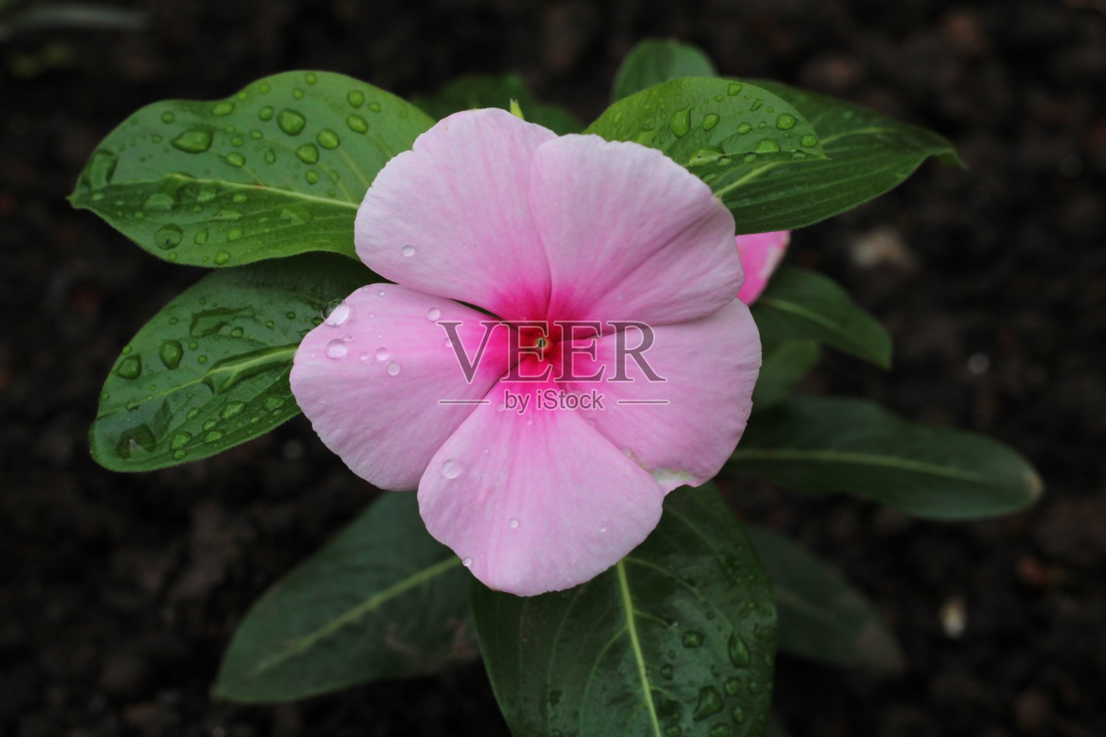 花园里美丽的花照片摄影图片