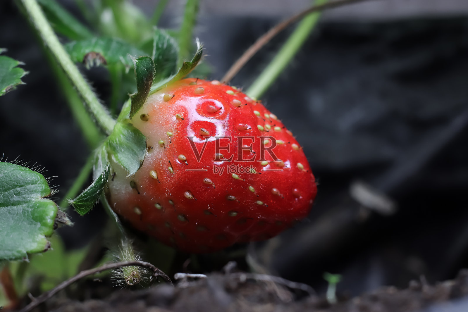 花园里的新鲜草莓可以摘了照片摄影图片