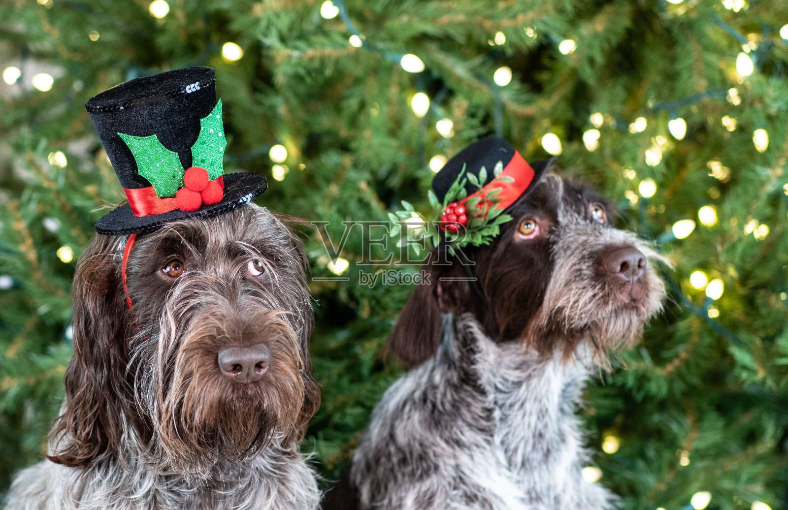 圣诞老人的爪子照片摄影图片