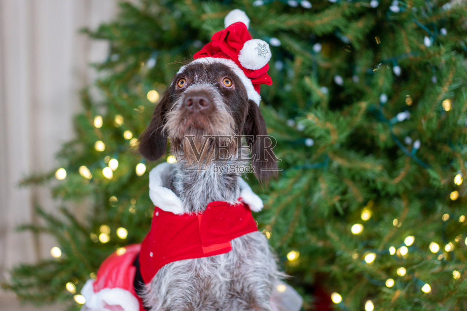 圣诞老人的爪子照片摄影图片