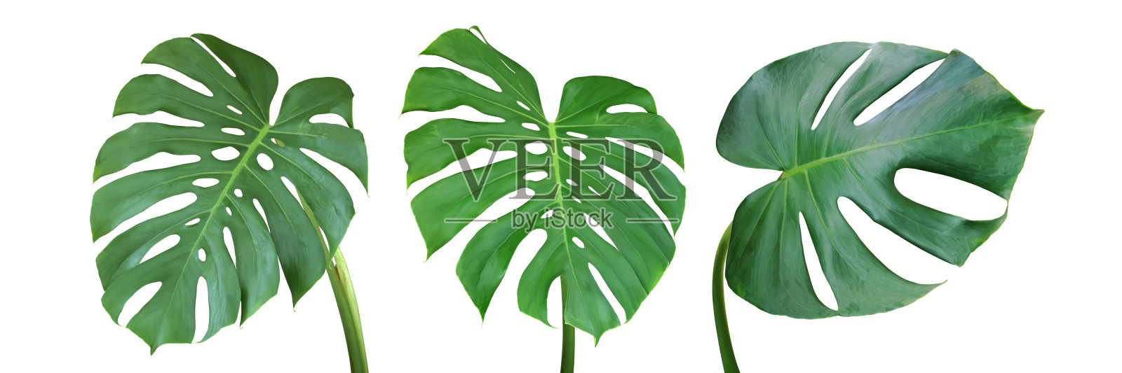 用剪接路径在白色背景上分离出的绿叶照片摄影图片