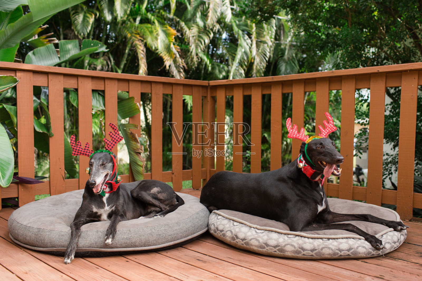 圣诞节灰狗狗照片摄影图片