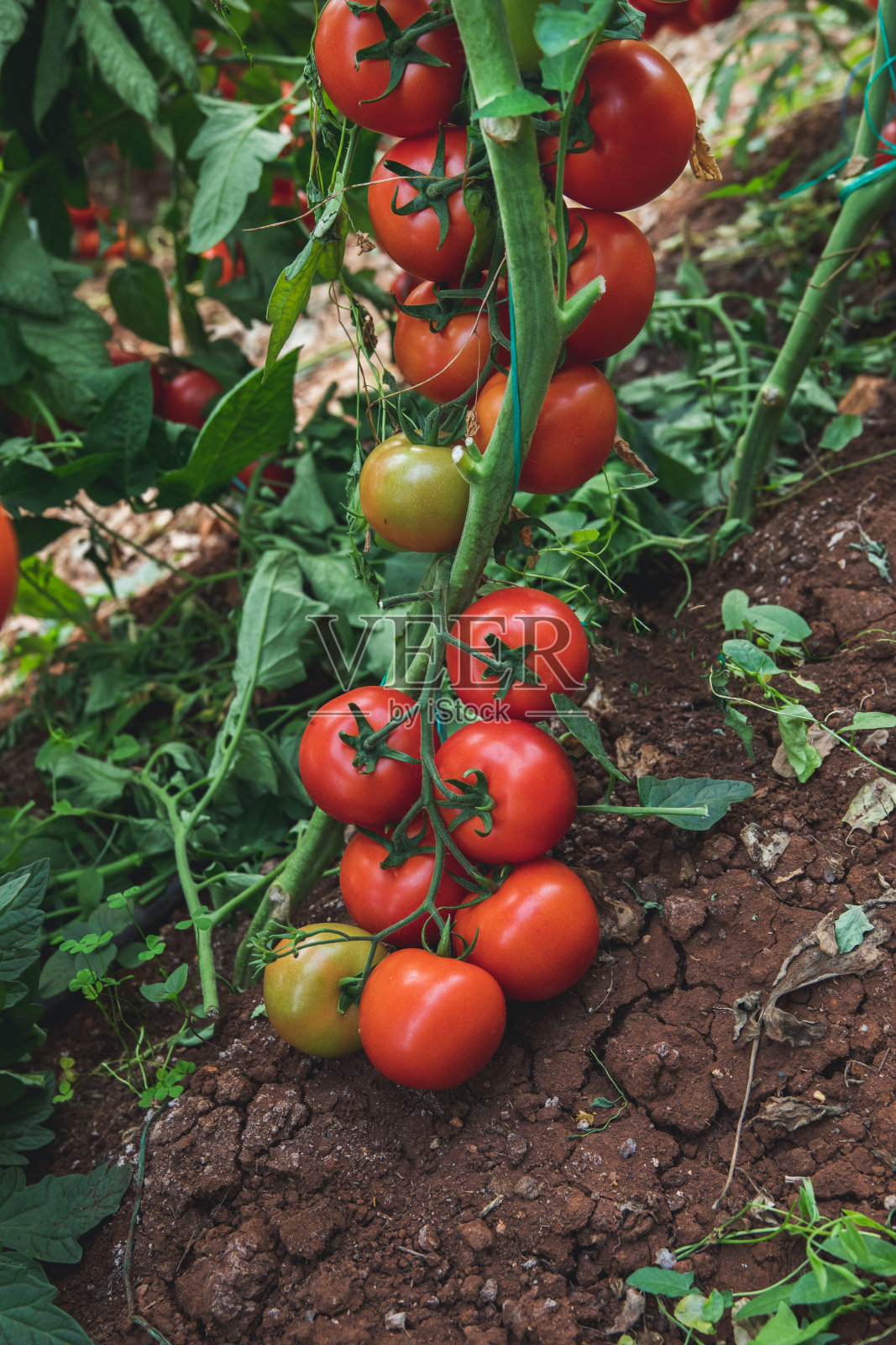 花园或温室中番茄植株上的新鲜成熟番茄照片摄影图片