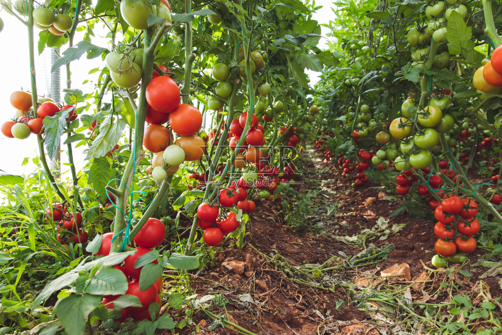 花园或温室中番茄植株上的新鲜成熟番茄照片摄影图片