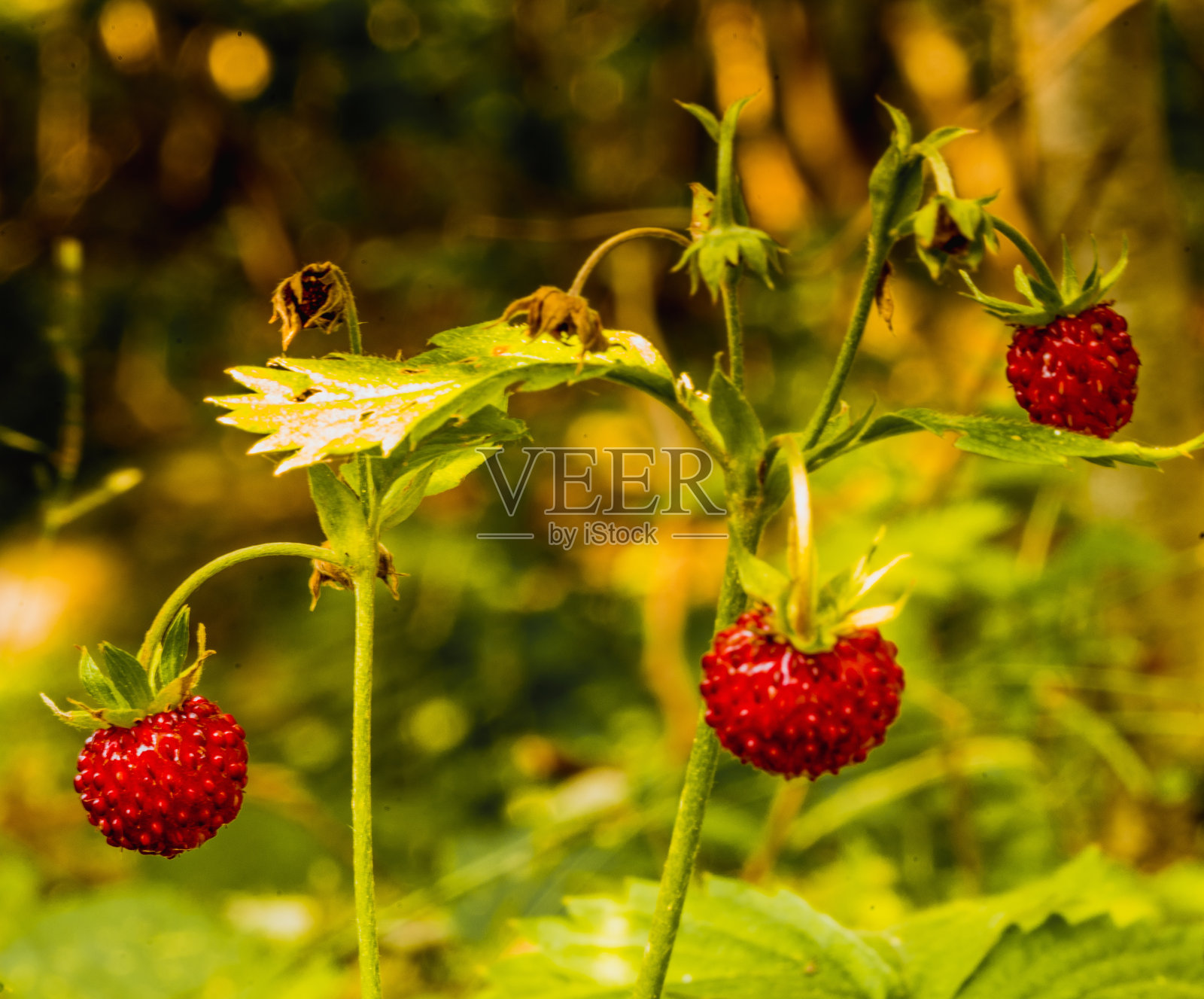 灌木丛上长着成熟的野草莓照片摄影图片
