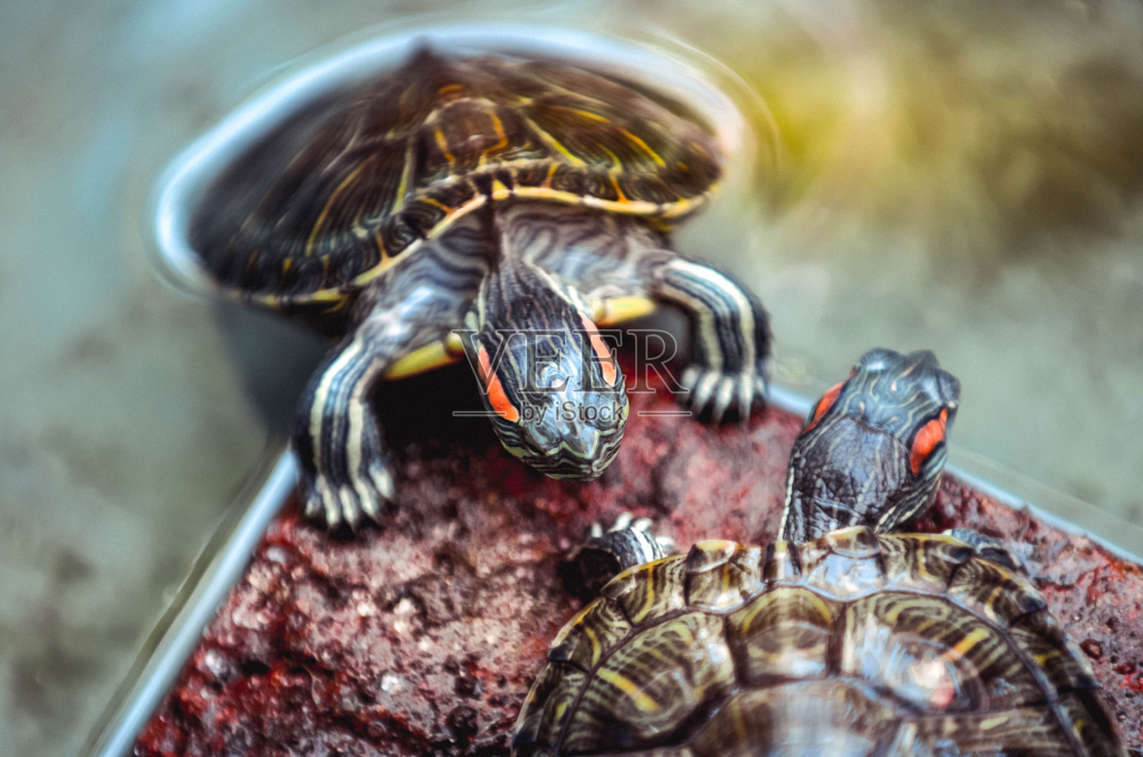 水里的乌龟照片摄影图片