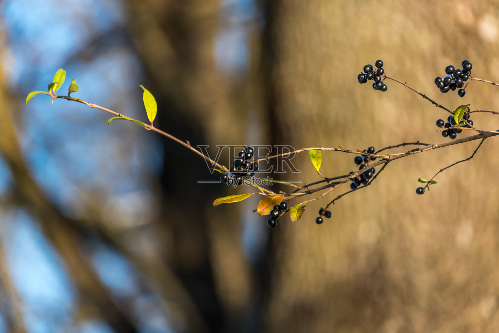 初冬树枝上的颈果照片摄影图片