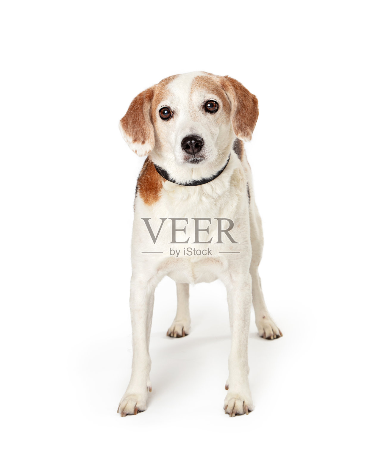 比格尔杂交犬面向前方站立照片摄影图片