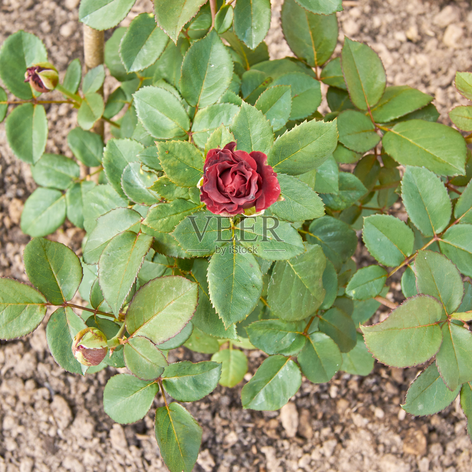 俯视图盛开的红玫瑰生长在花园。照片摄影图片