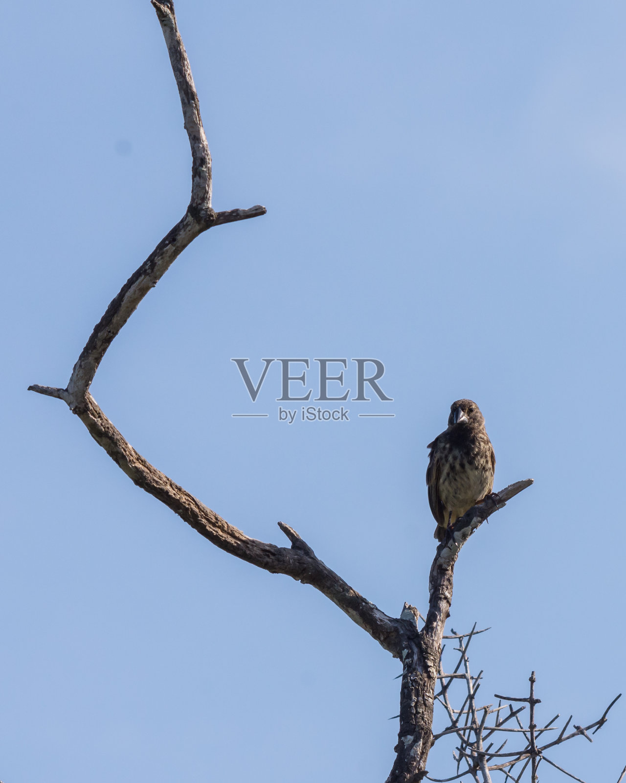 一只达尔文雀栖息在一棵树上照片摄影图片