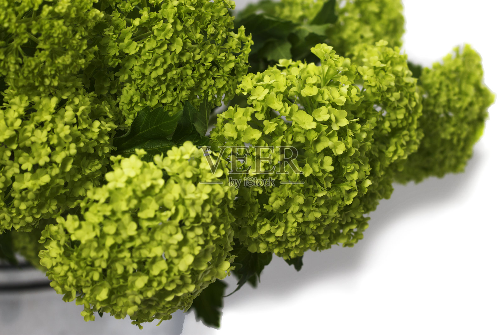 荚蒾在一个金属花盆里,以白色的花为背景照片摄影图片