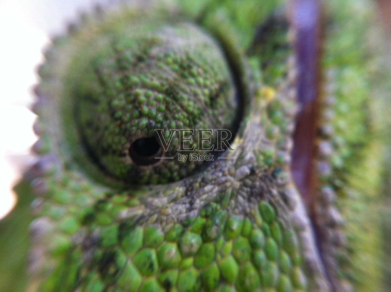 变色龙照片摄影图片