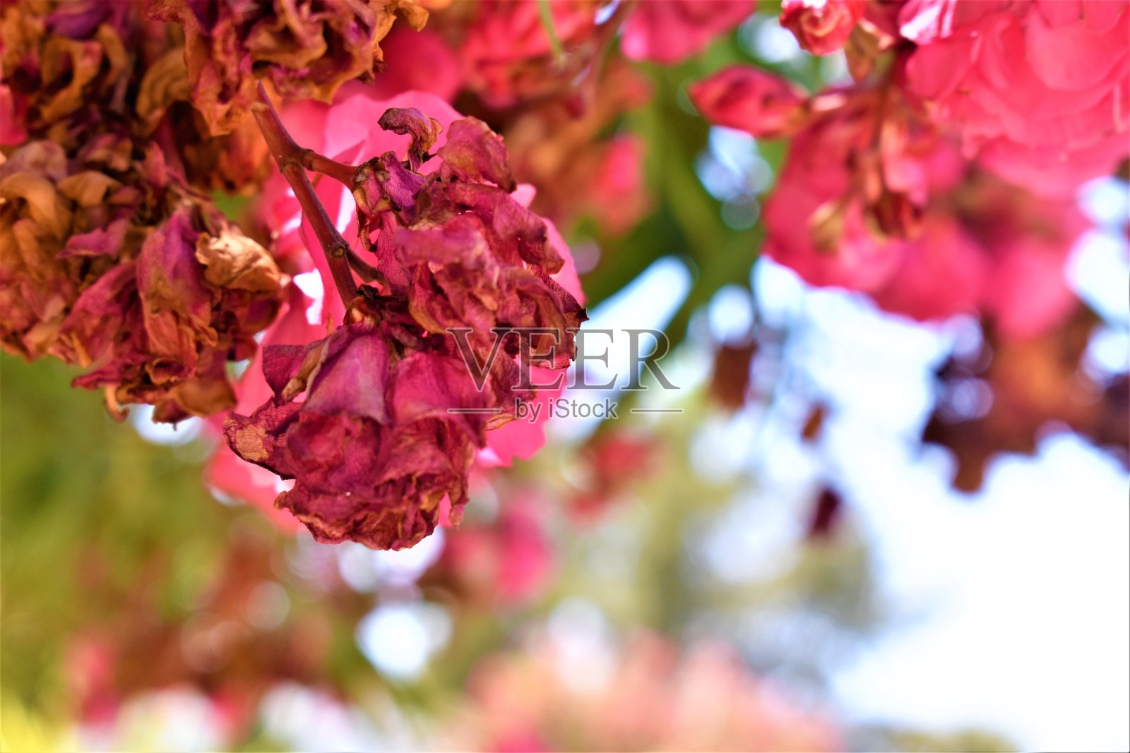 花在葡萄牙照片摄影图片