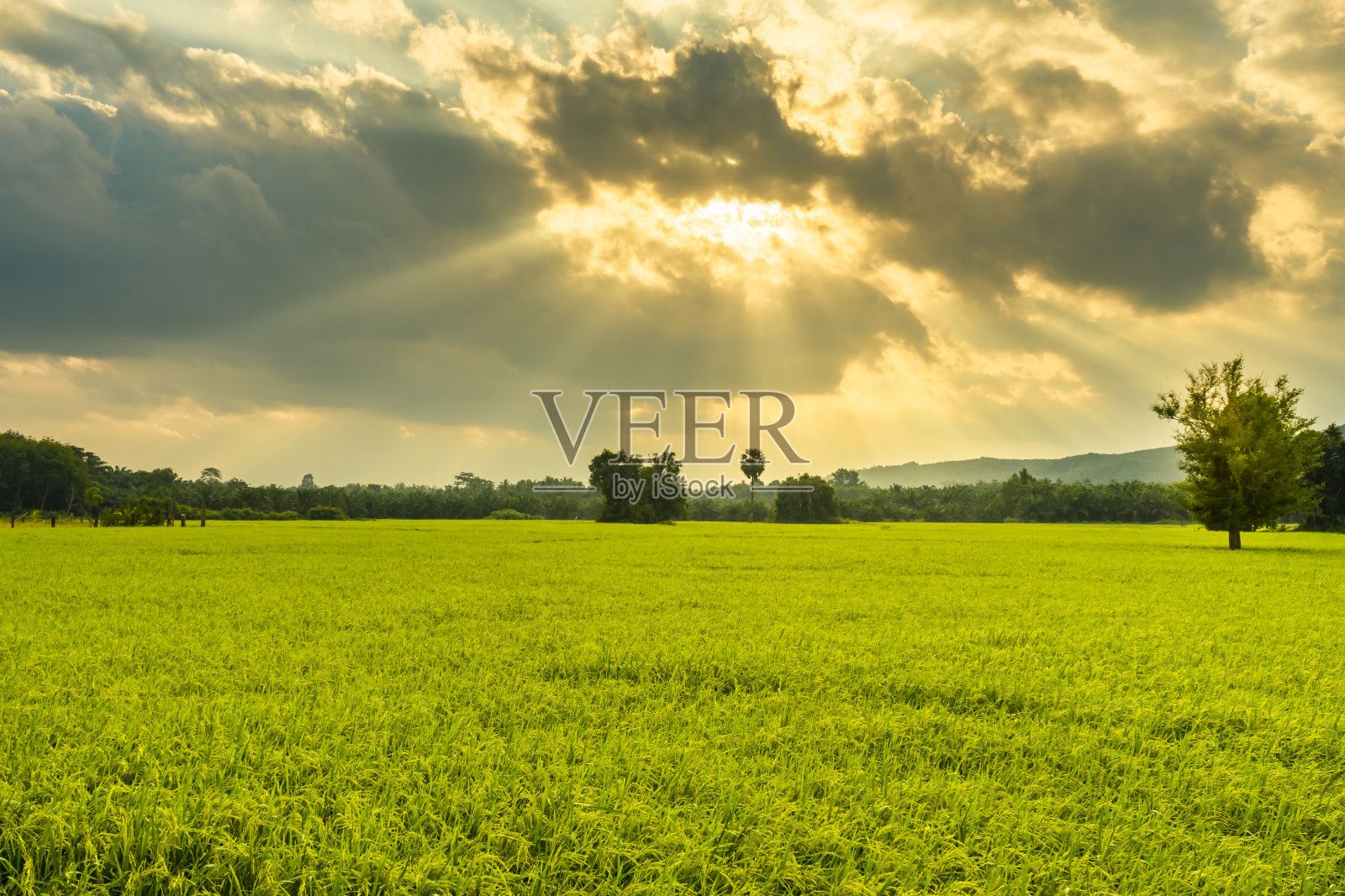 稻田的景色。照片摄影图片