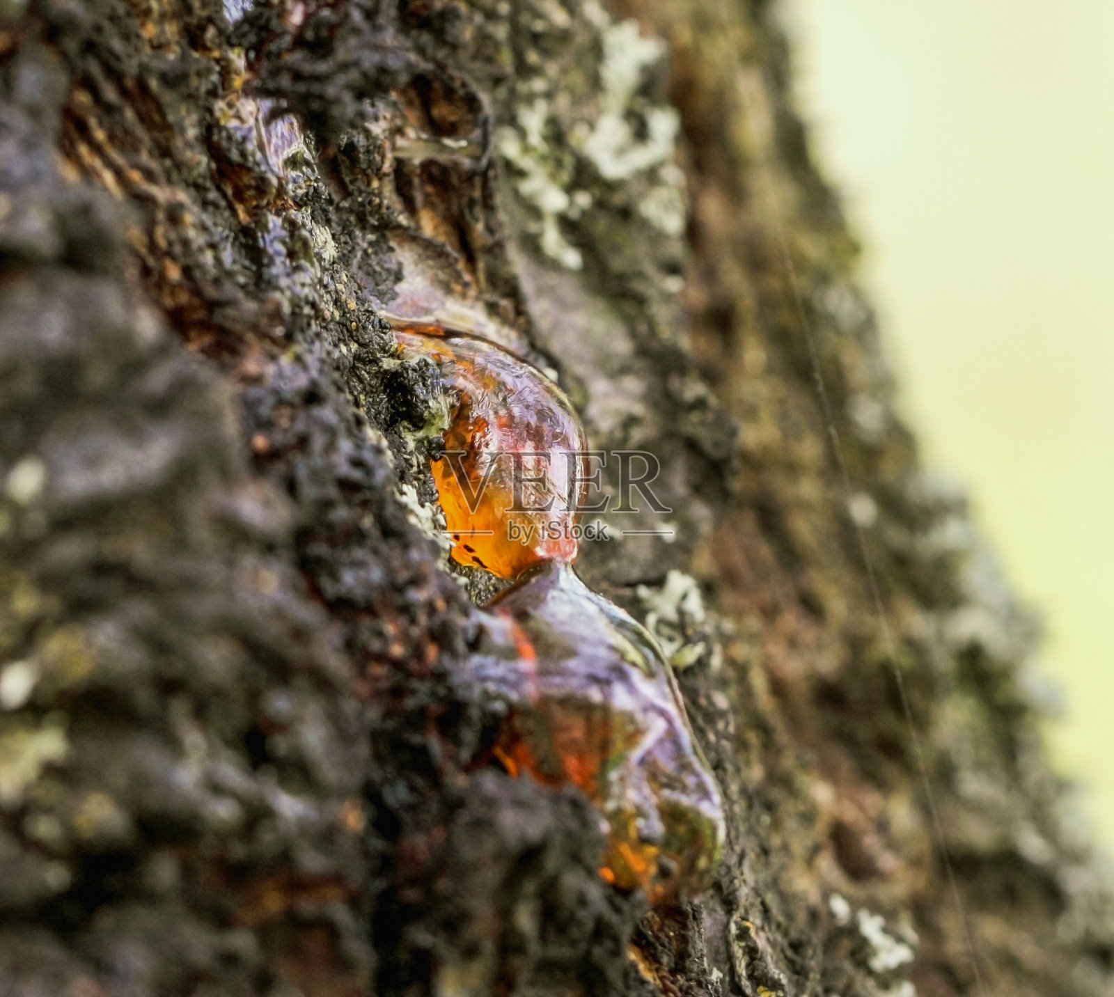 果园里树上的树脂照片摄影图片