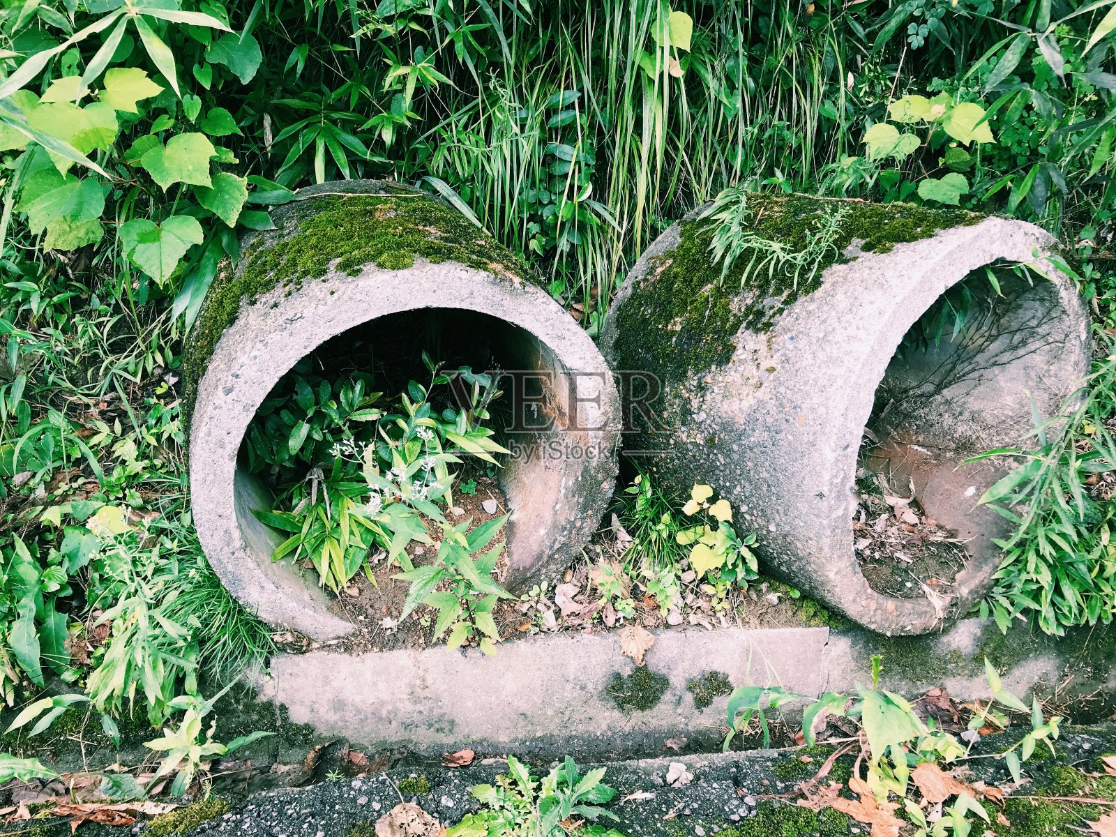 长满青苔的管照片摄影图片