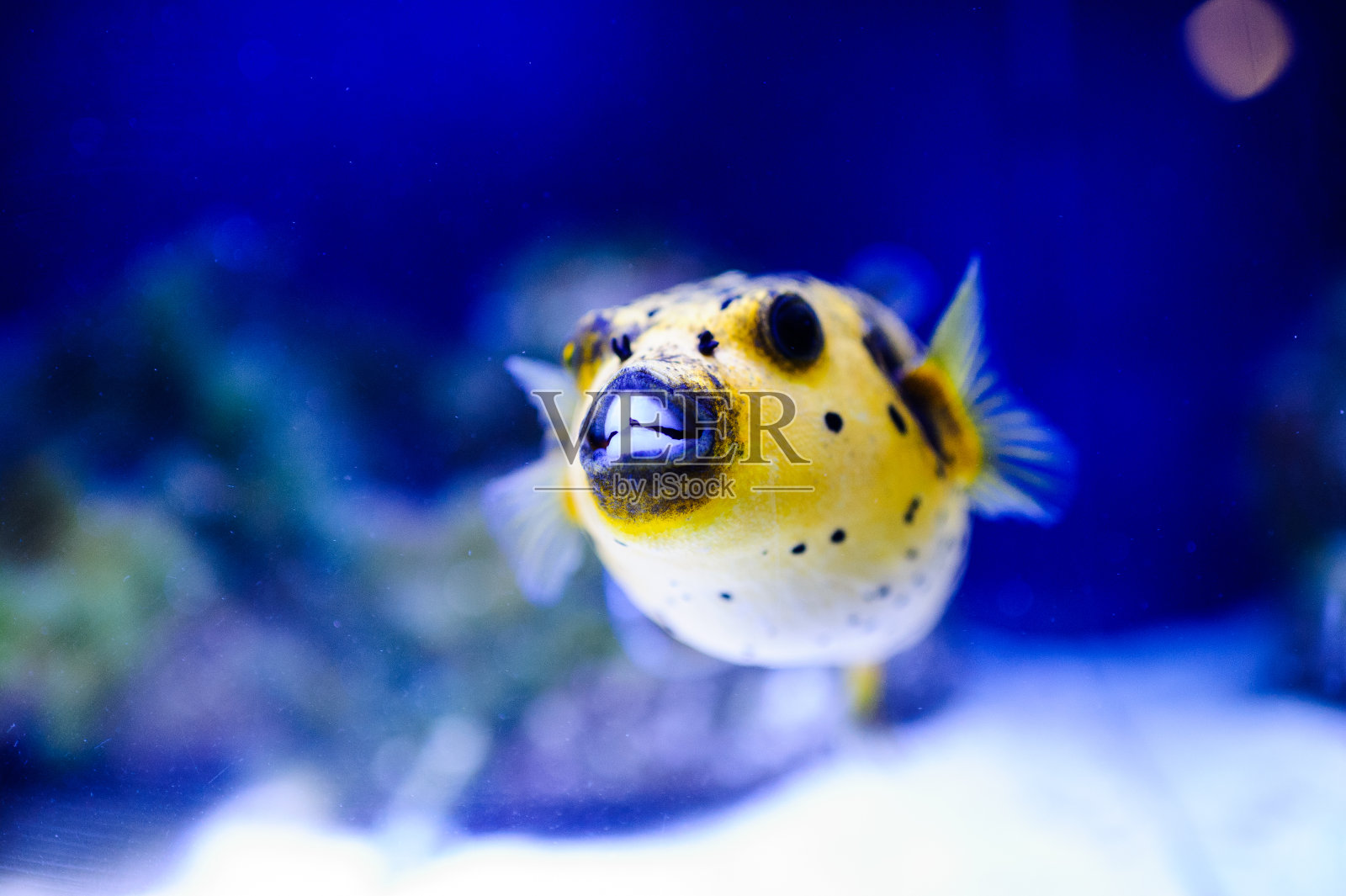 美丽的海底世界,有珊瑚和热带鱼。照片摄影图片