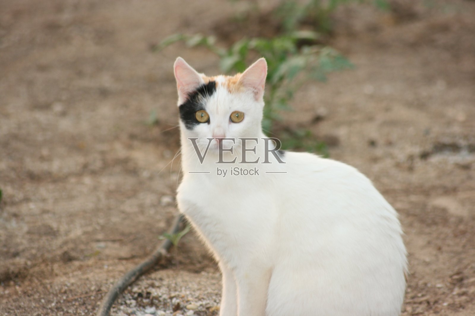 动物……猫、狗、松鼠、鸟……美丽的照片摄影图片