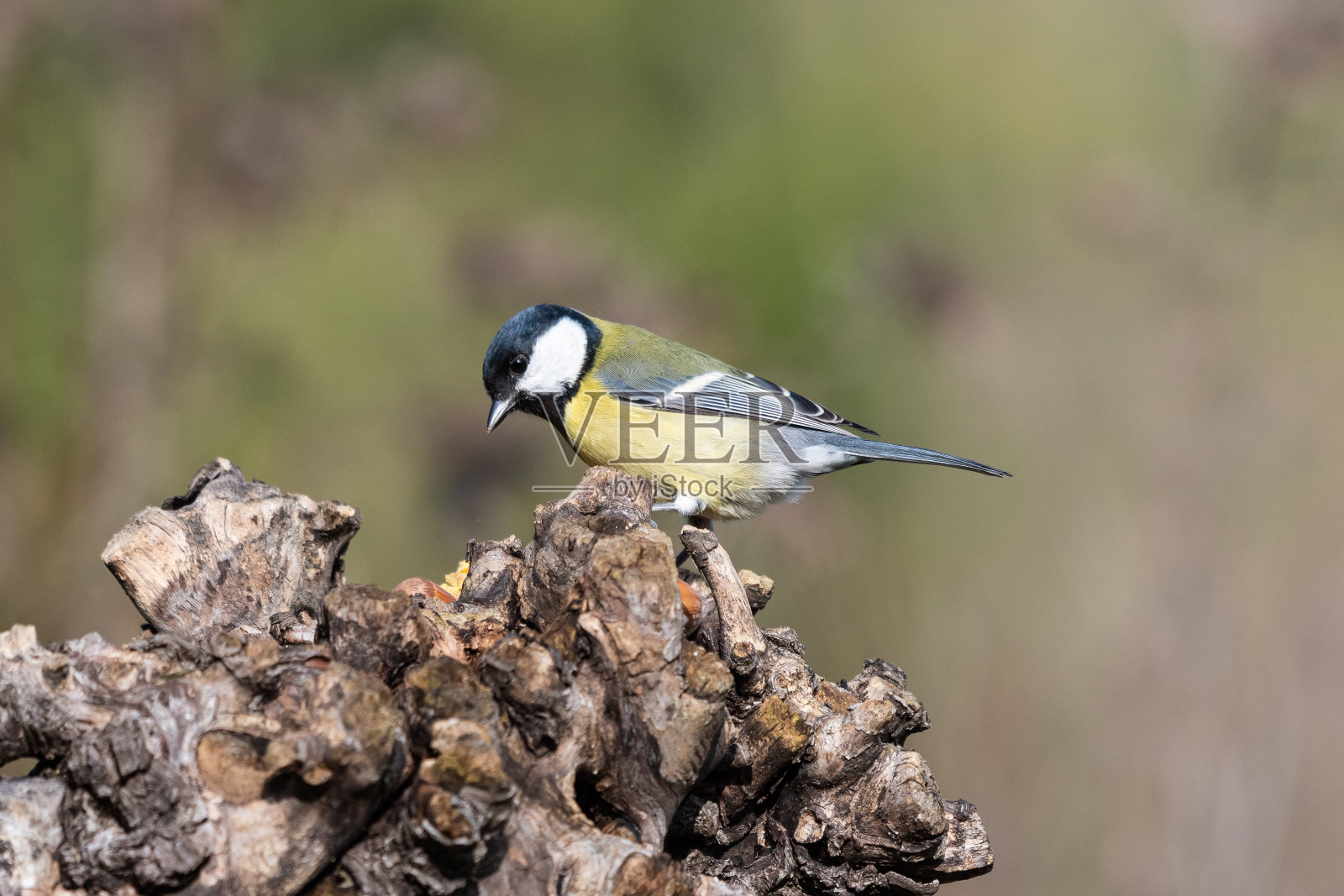 大山雀肖像照片摄影图片