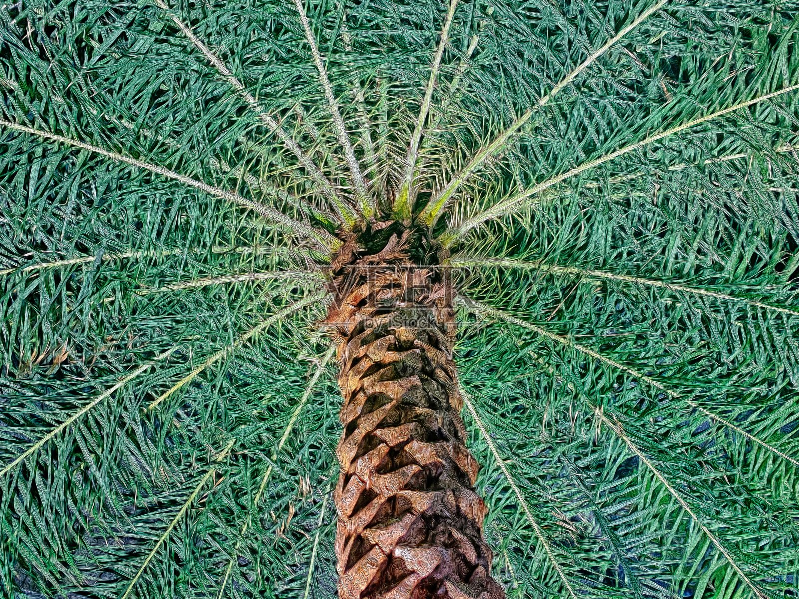 低角度的棕榈树照片摄影图片