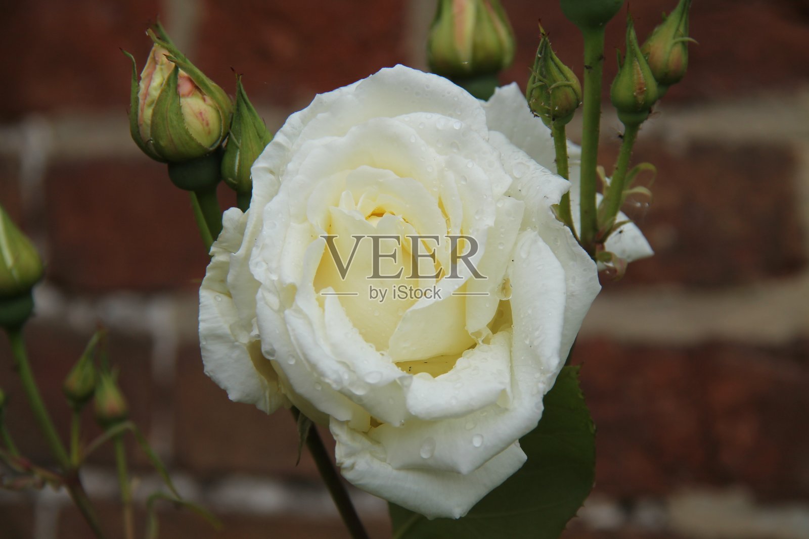 雨点白玫瑰。照片摄影图片