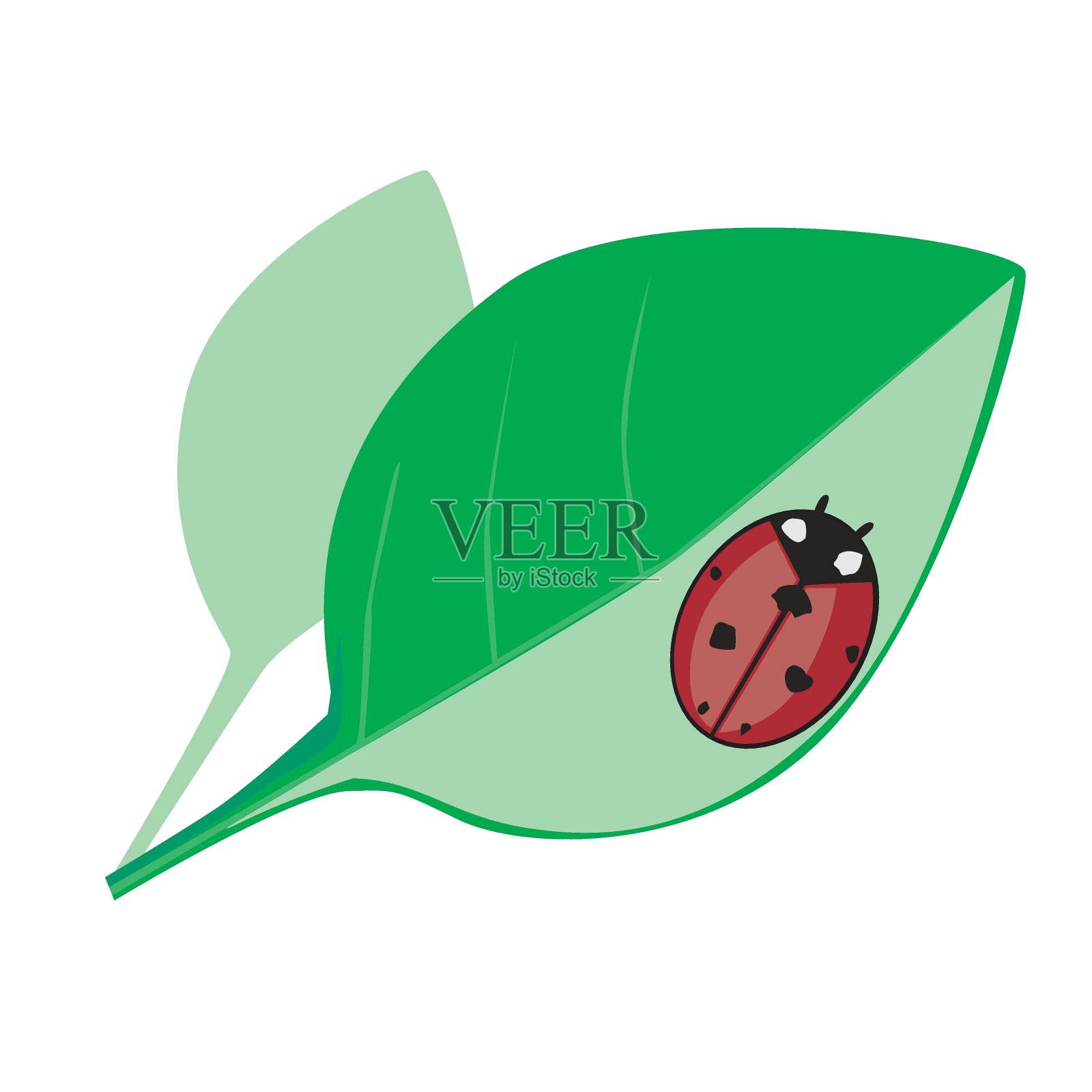 一个红色瓢虫和绿叶孤立在白色的背景为春季或夏季设计,一个扁平的载体股票插图昆虫或甲虫插画图片素材