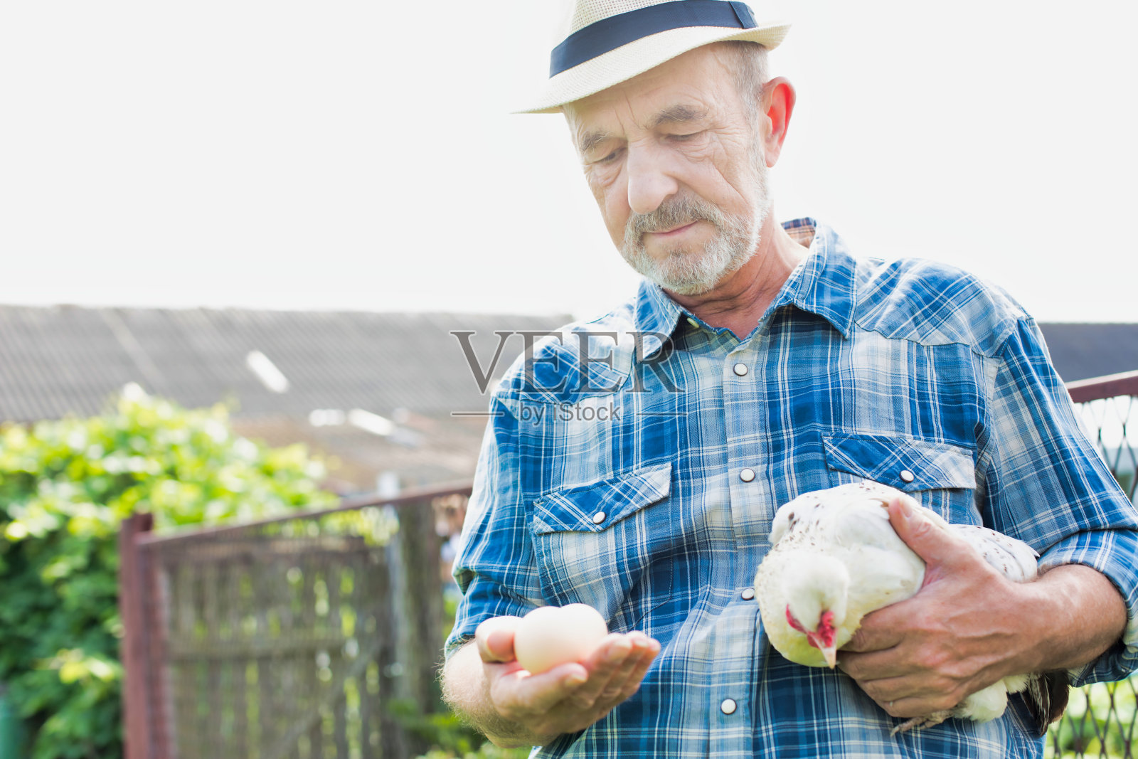 年长的农民在农场里抱着母鸡照片摄影图片