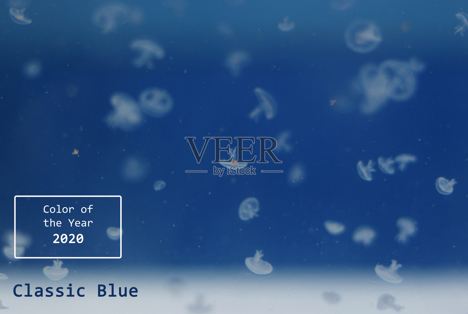 2020年的流行颜色经典蓝色。海水中的水母特写。照片摄影图片