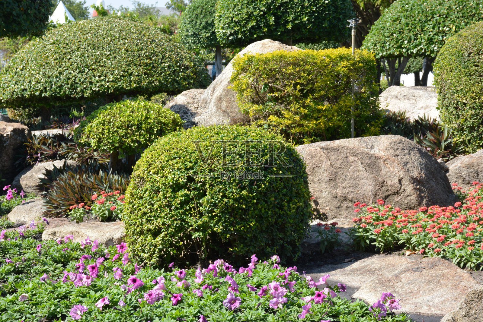 泰国一个公园里的花照片摄影图片