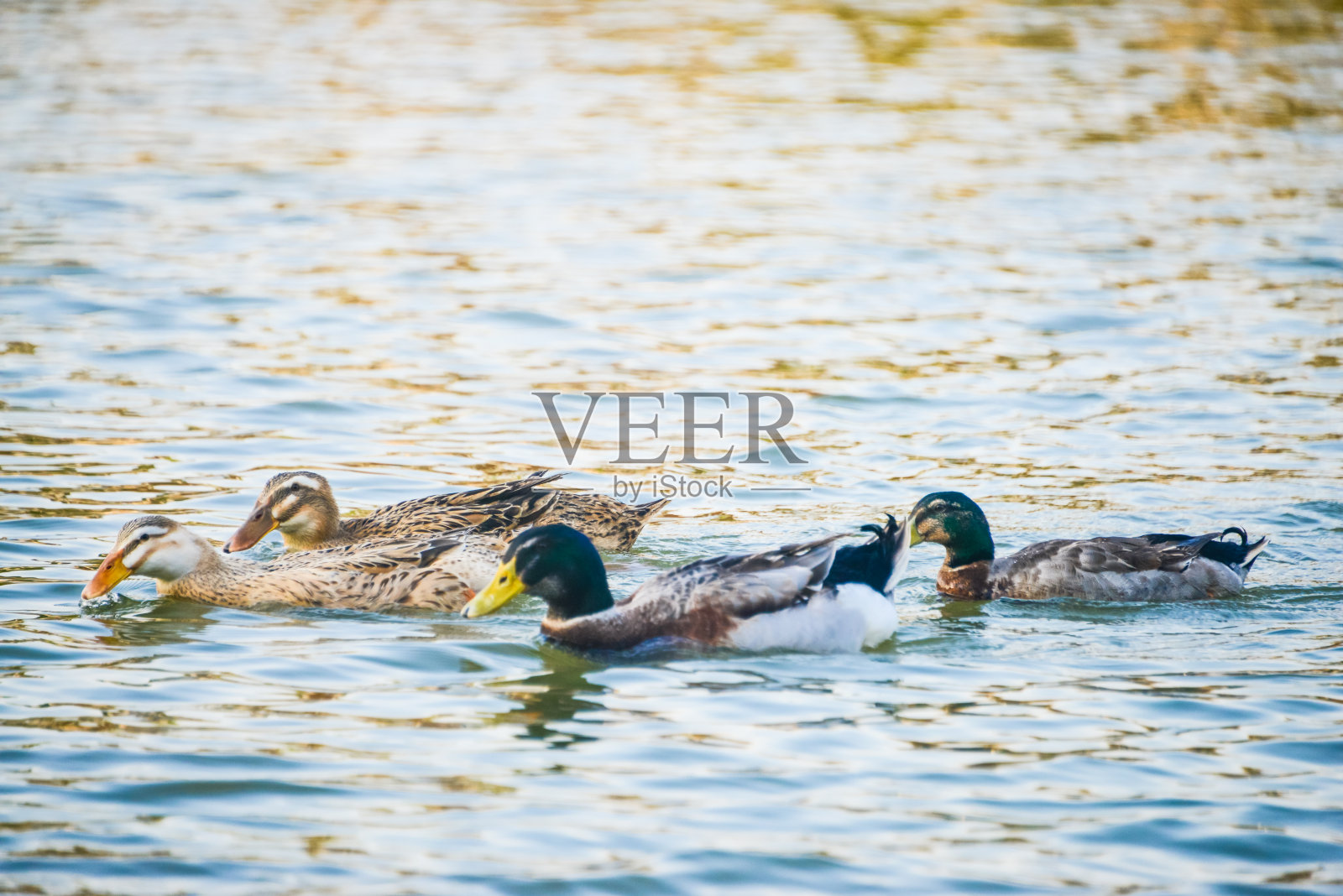中国广东省中山市古镇,绿头鸭在湖中游泳。照片摄影图片