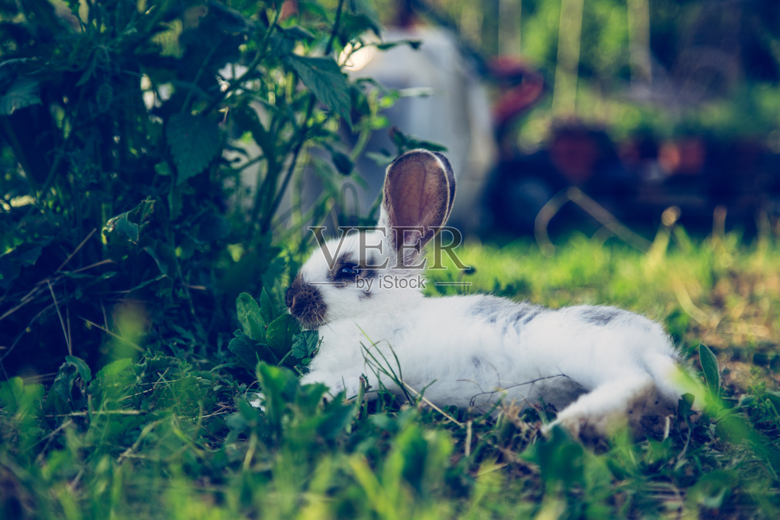 在自家花园绿草中休息的可爱小兔子,田园诗般的夕阳照片摄影图片