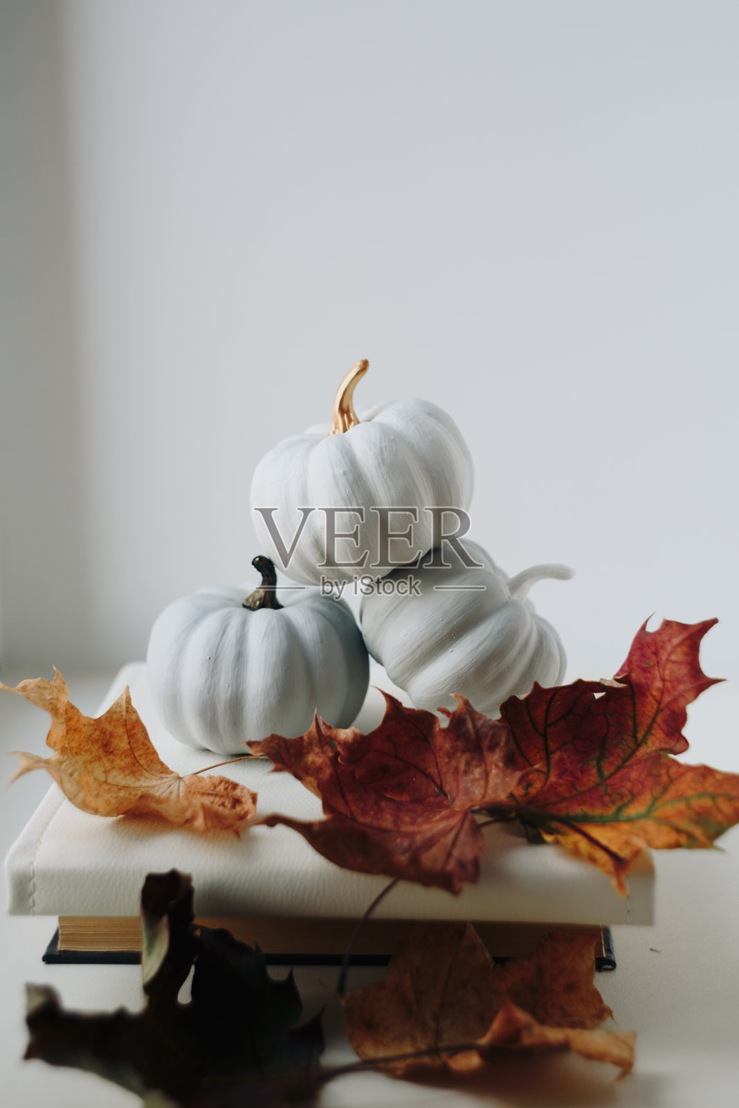 白色背景上的白色小南瓜照片摄影图片