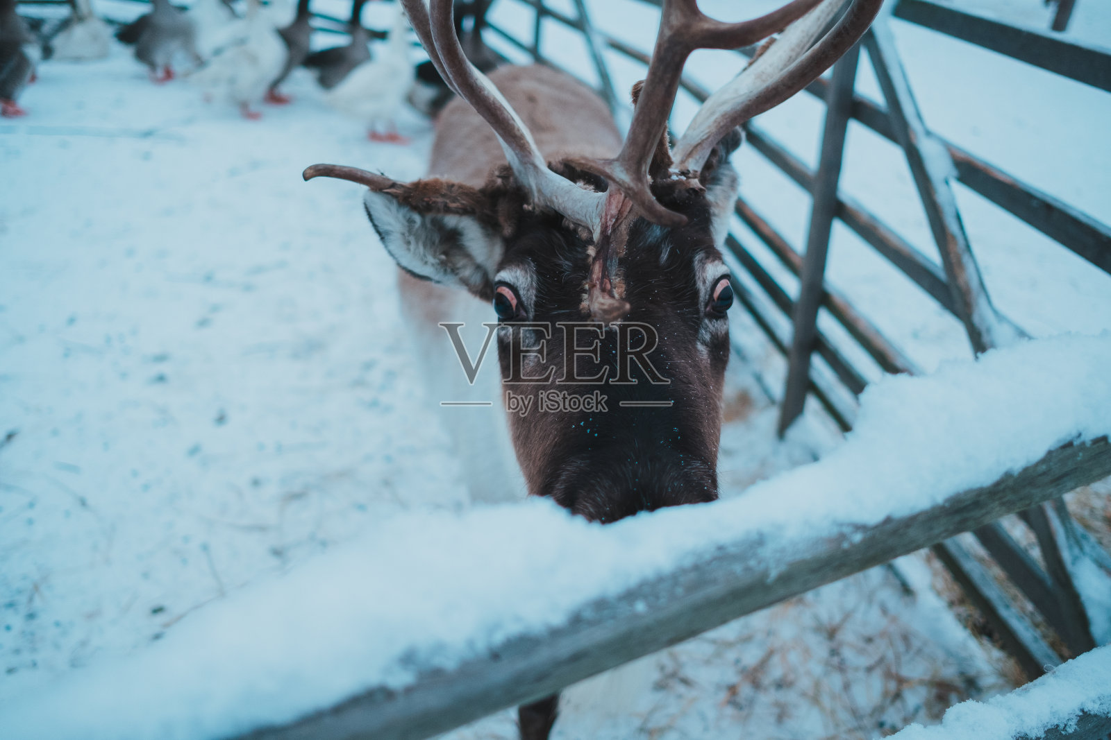 美丽的游牧民族公园里的驯鹿照片摄影图片