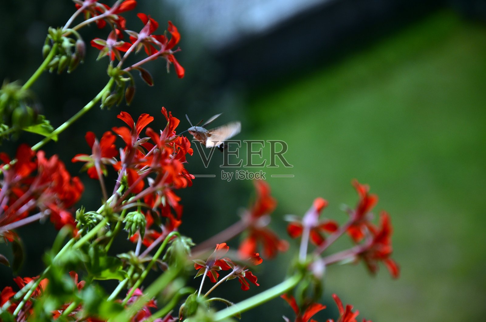 昆虫和鲜花照片摄影图片