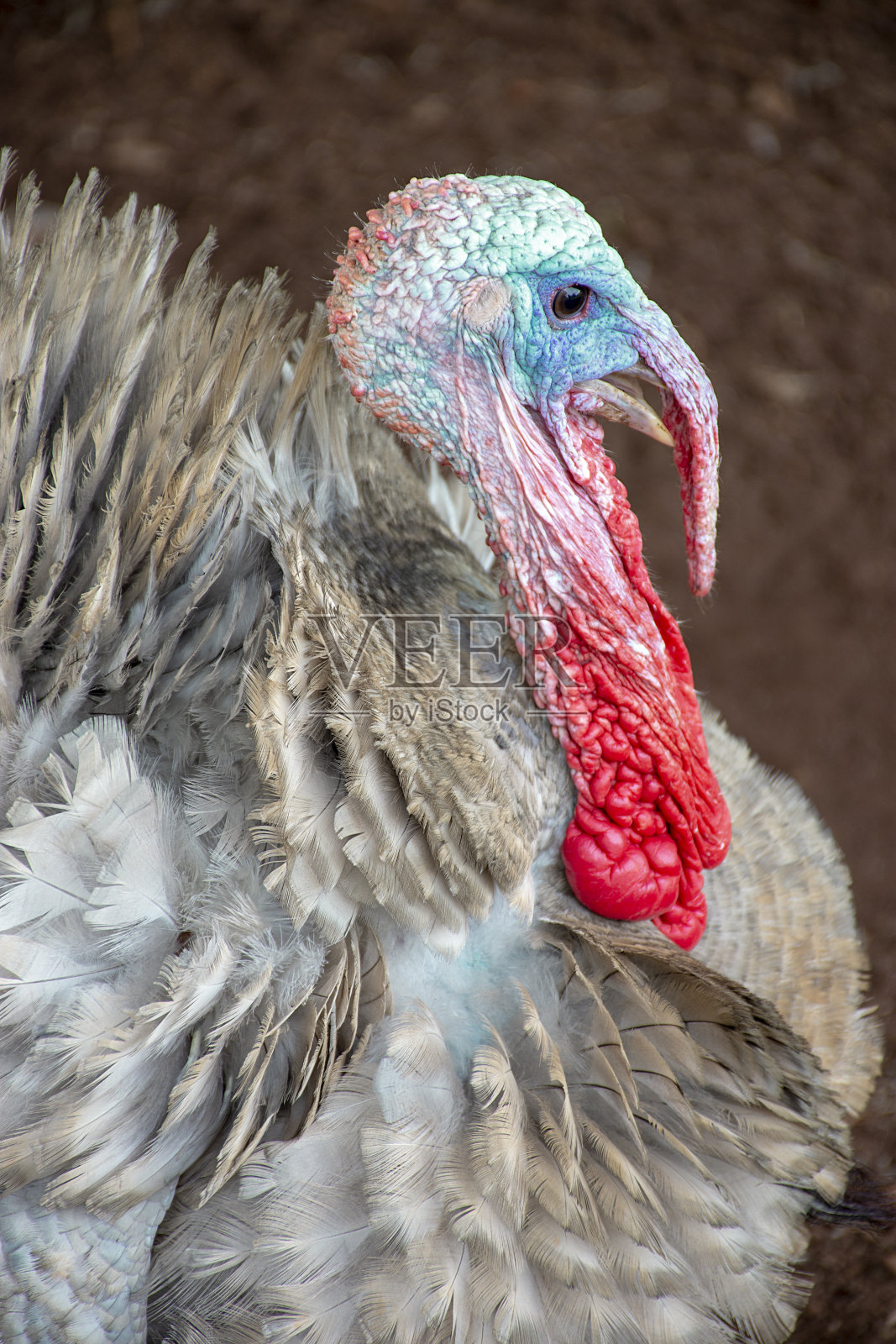 正在炫耀的火鸡-雄性火鸡照片摄影图片