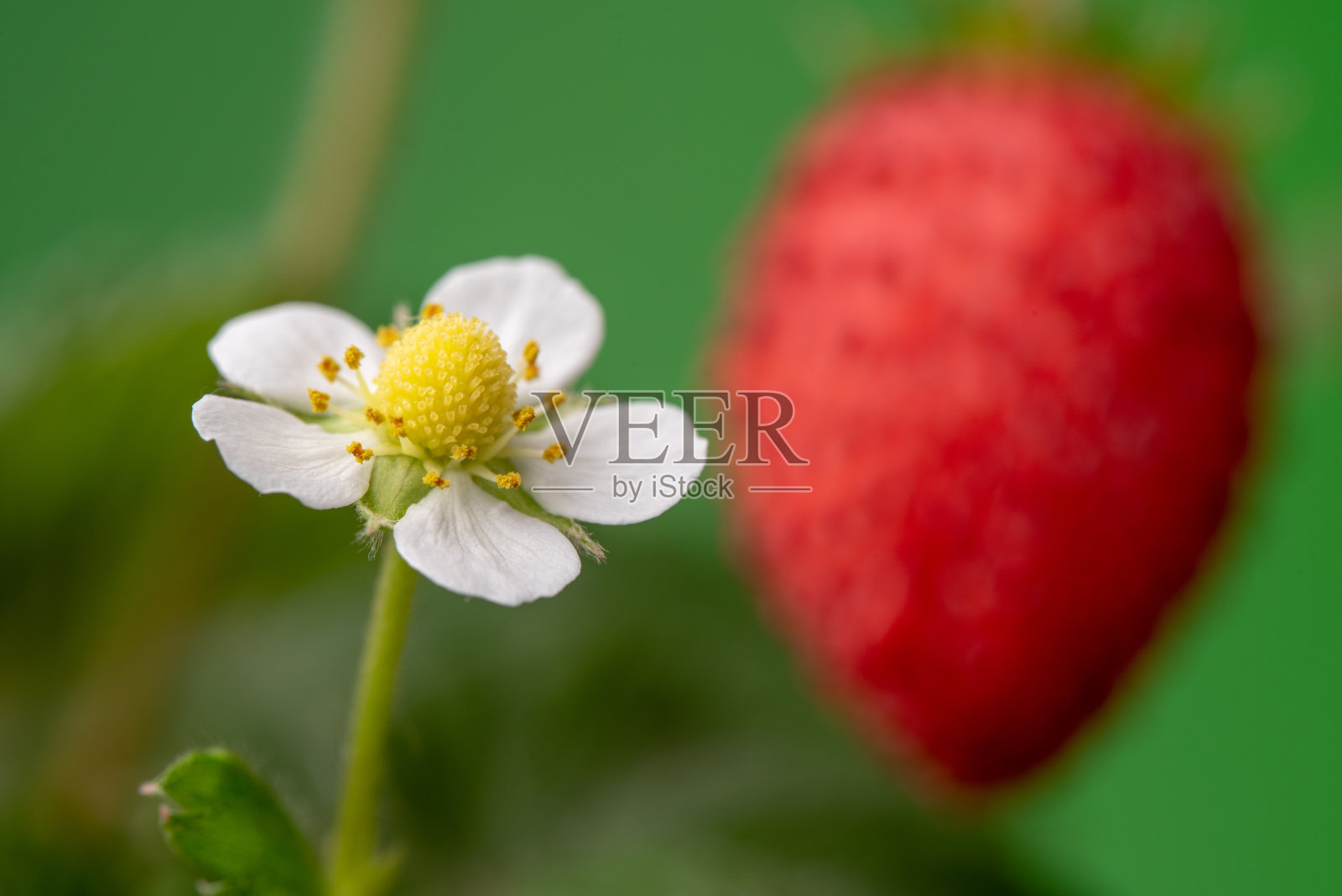 野草莓和草莓花照片摄影图片