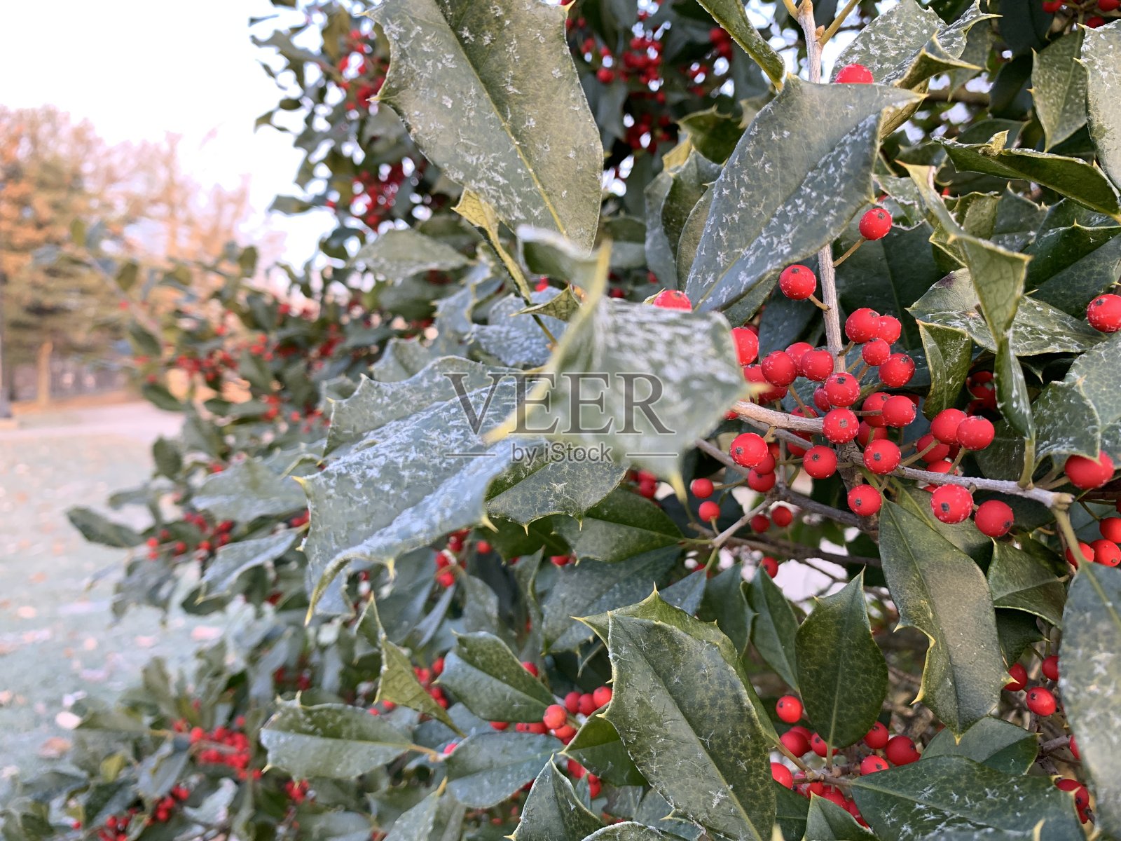 霜冻冬青树照片摄影图片