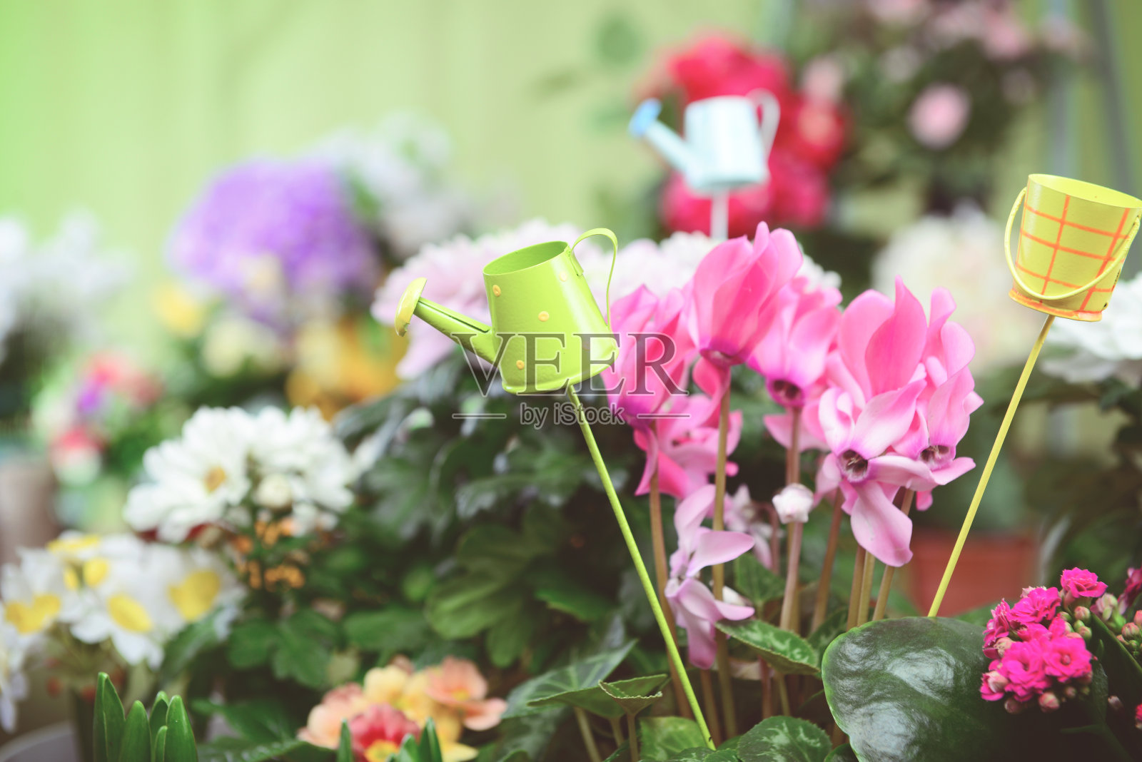 美丽的开花植物和花在花盆里照片摄影图片