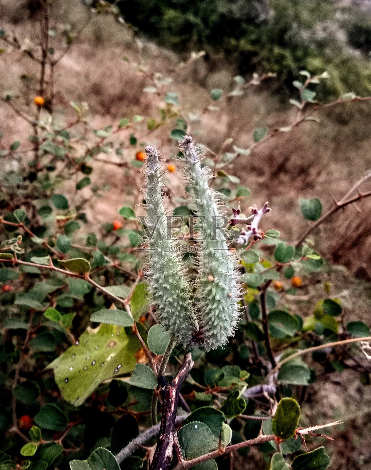 花格藤,是一种糙毛多年生藤,属于花格藤科照片摄影图片